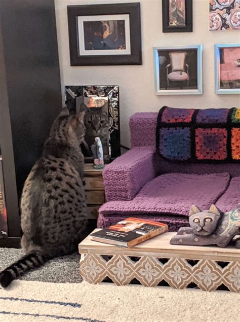 Two Cats Are Gifted With A Cat Sized Living Room Masterpiece